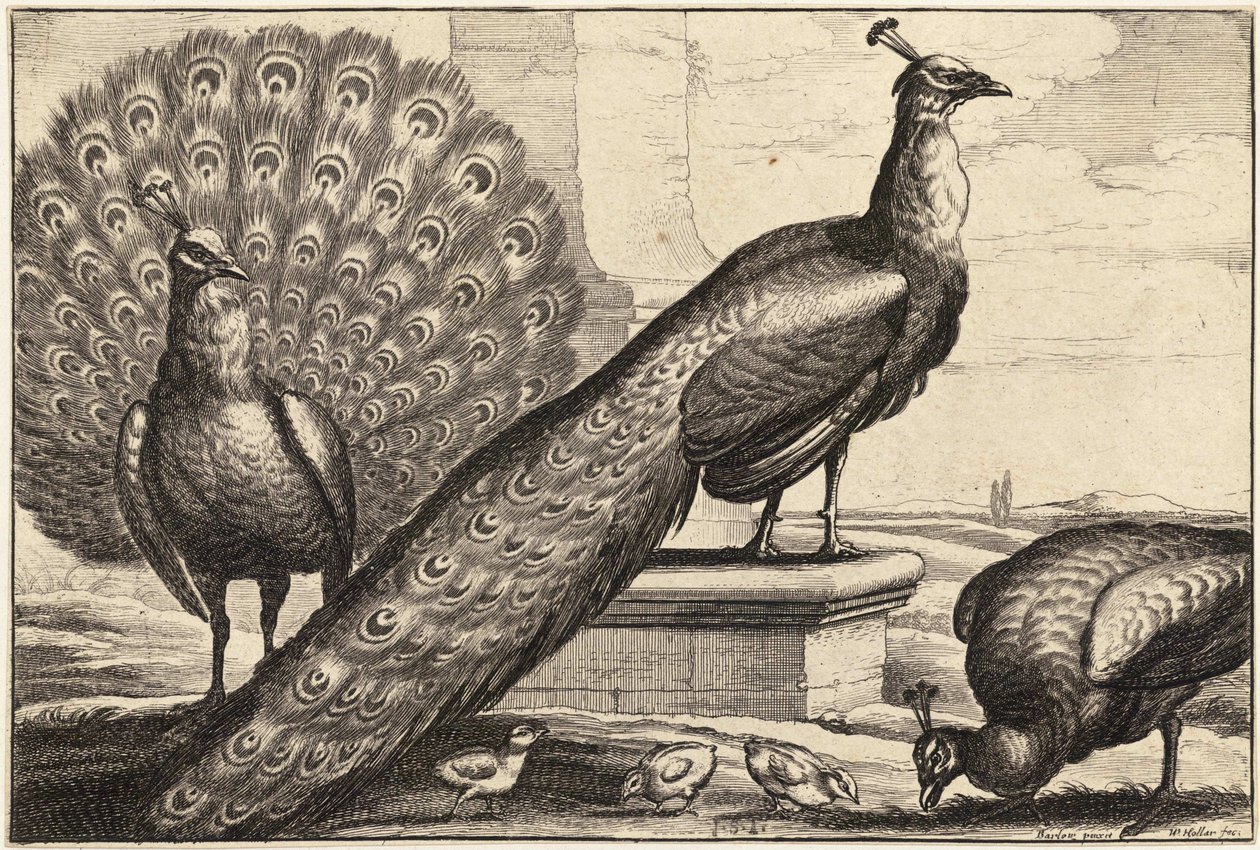 Trois paons - Wenceslaus Hollar
