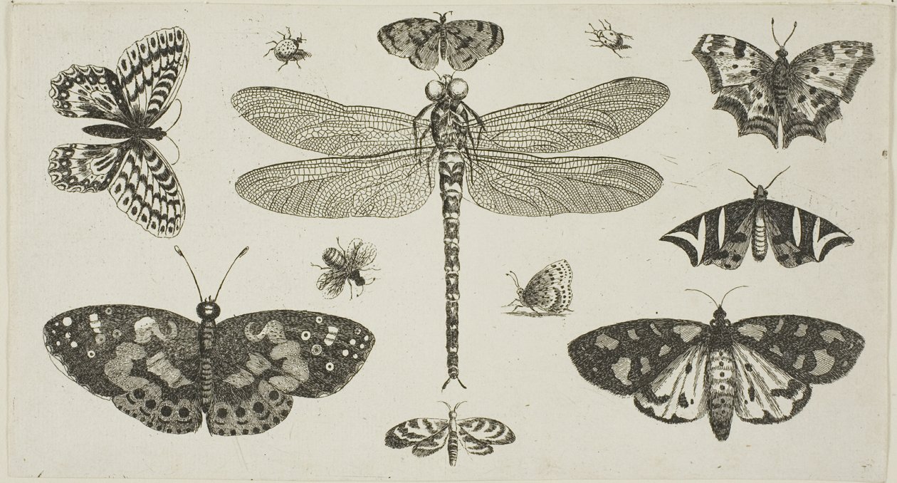 Une libellule, des coccinelles et des papillons, de Diversae Insectorum...Figurae - Wenceslaus Hollar