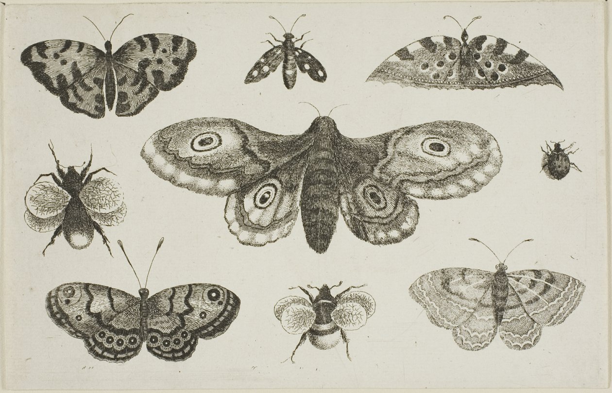 Un papillon de nuit, des papillons et des abeilles - Wenceslaus Hollar