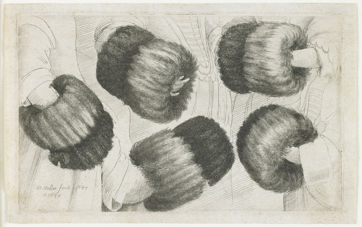 Une moufle en cinq vues, 1645-1646 - Wenceslaus Hollar