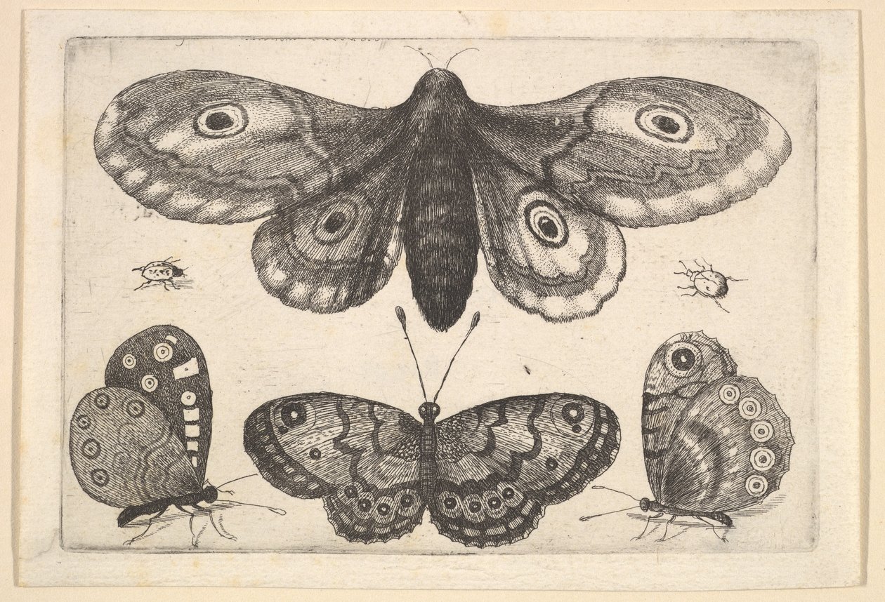 Un papillon de nuit, trois papillons et deux coléoptères, 1646 - Wenceslaus Hollar