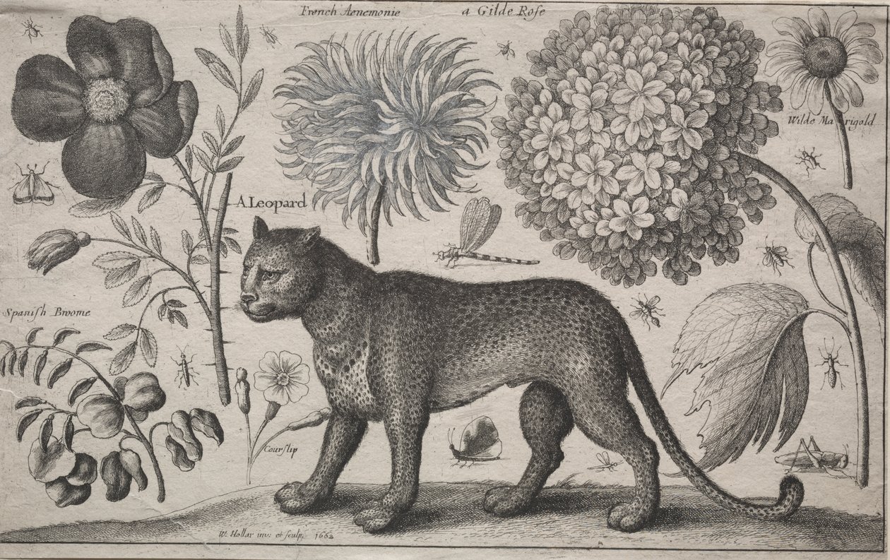 Animaux et plantes : Léopard avec plantes et insectes - Wenceslaus Hollar