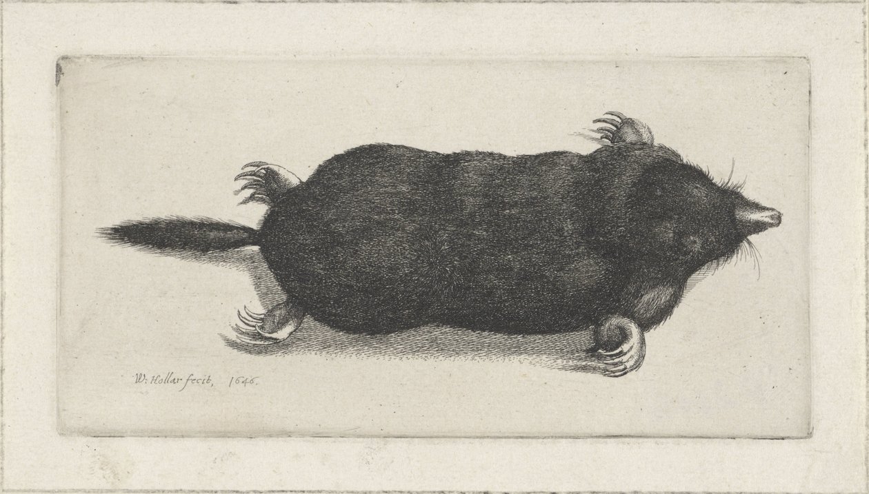 Taupe morte - Wenceslaus Hollar