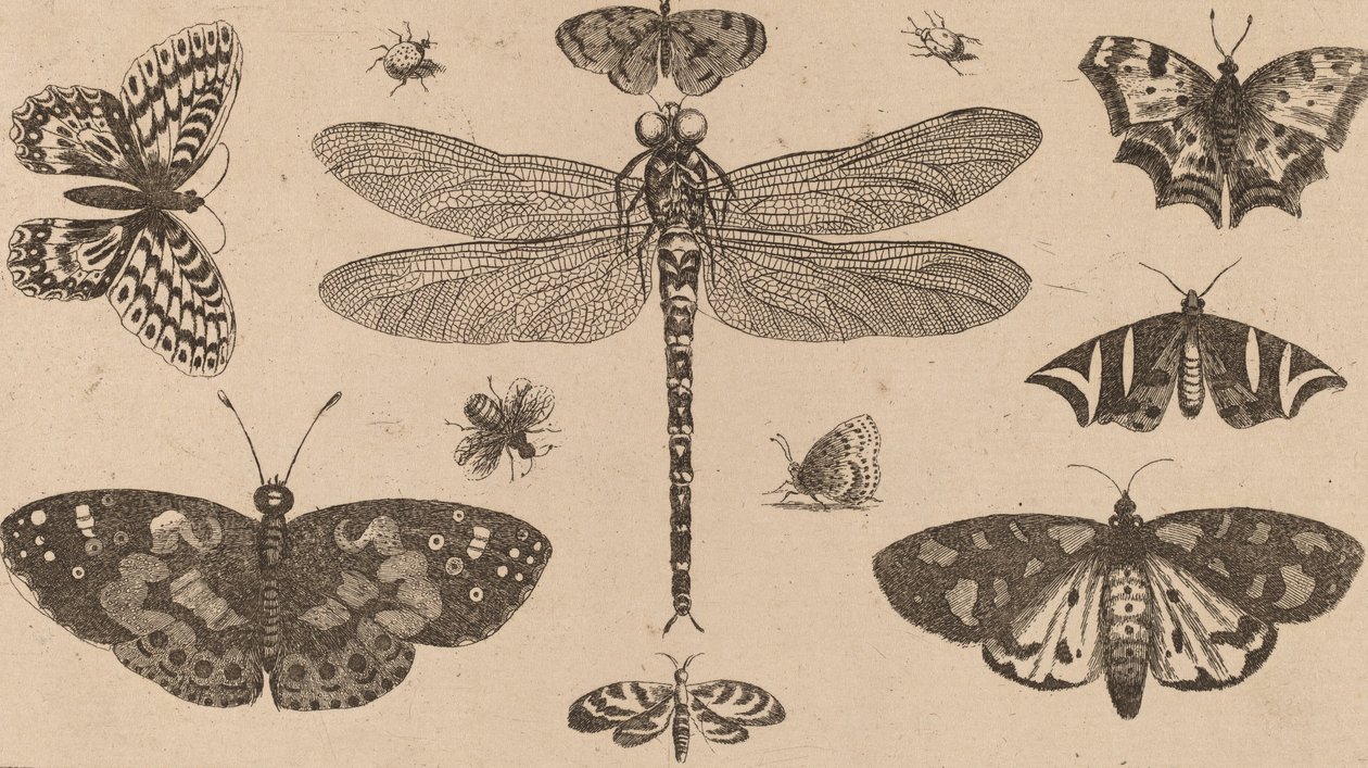 Libellule, coccinelles et papillons - Wenceslaus Hollar