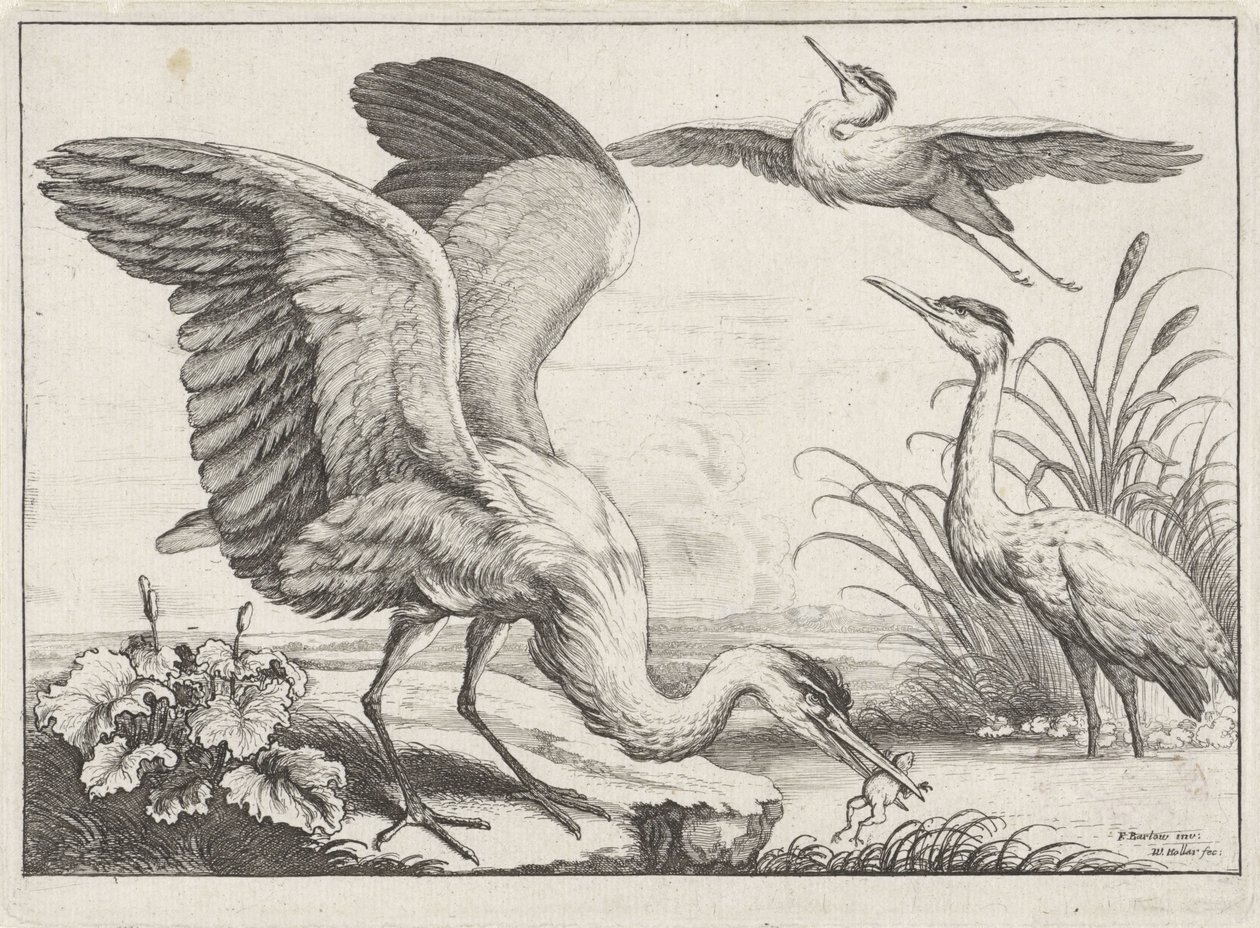 Trois hérons - Wenceslaus Hollar