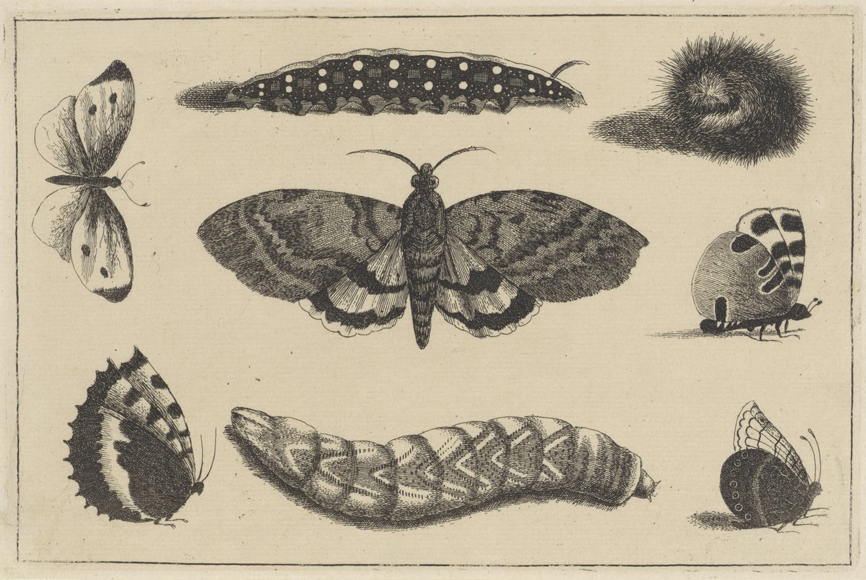 Trois chenilles, un papillon de nuit et quatre papillons - Wenceslaus Hollar