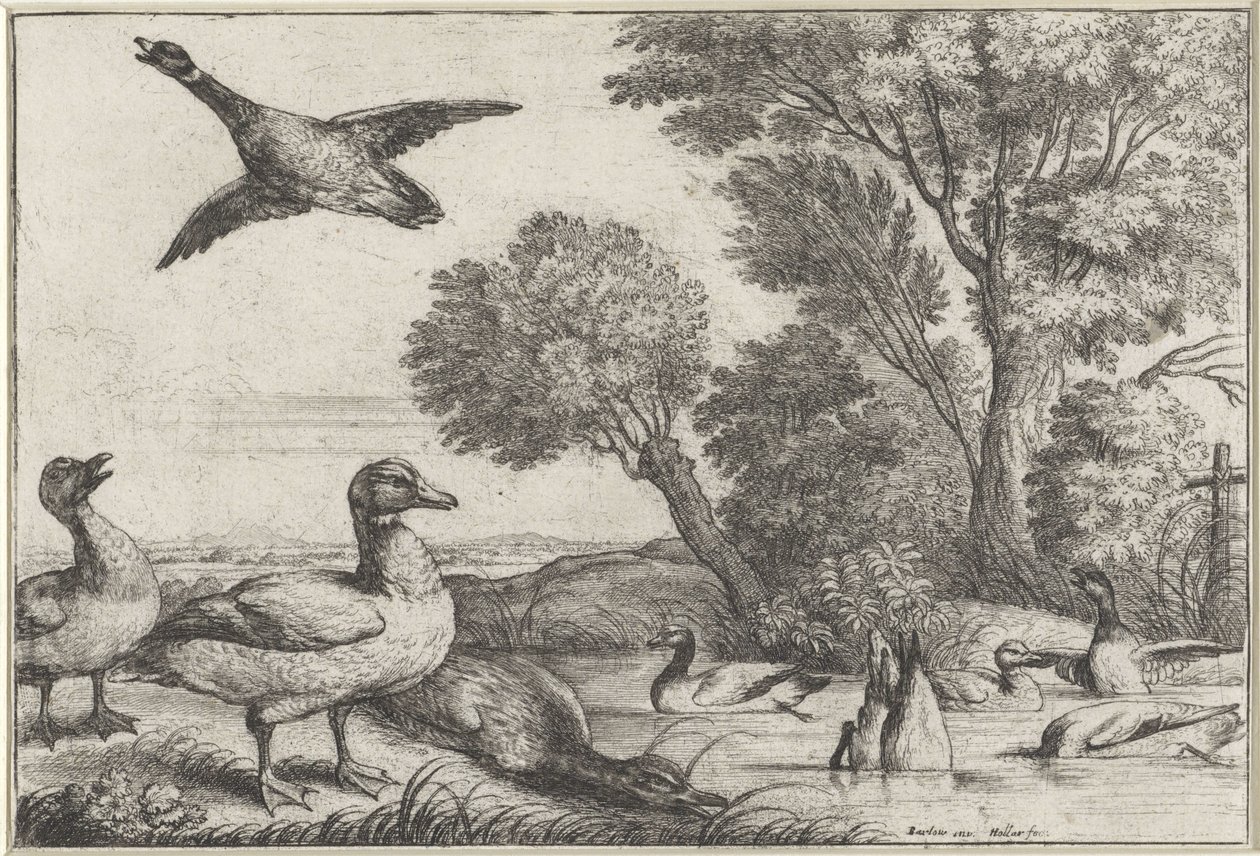 Canards - Wenceslaus Hollar