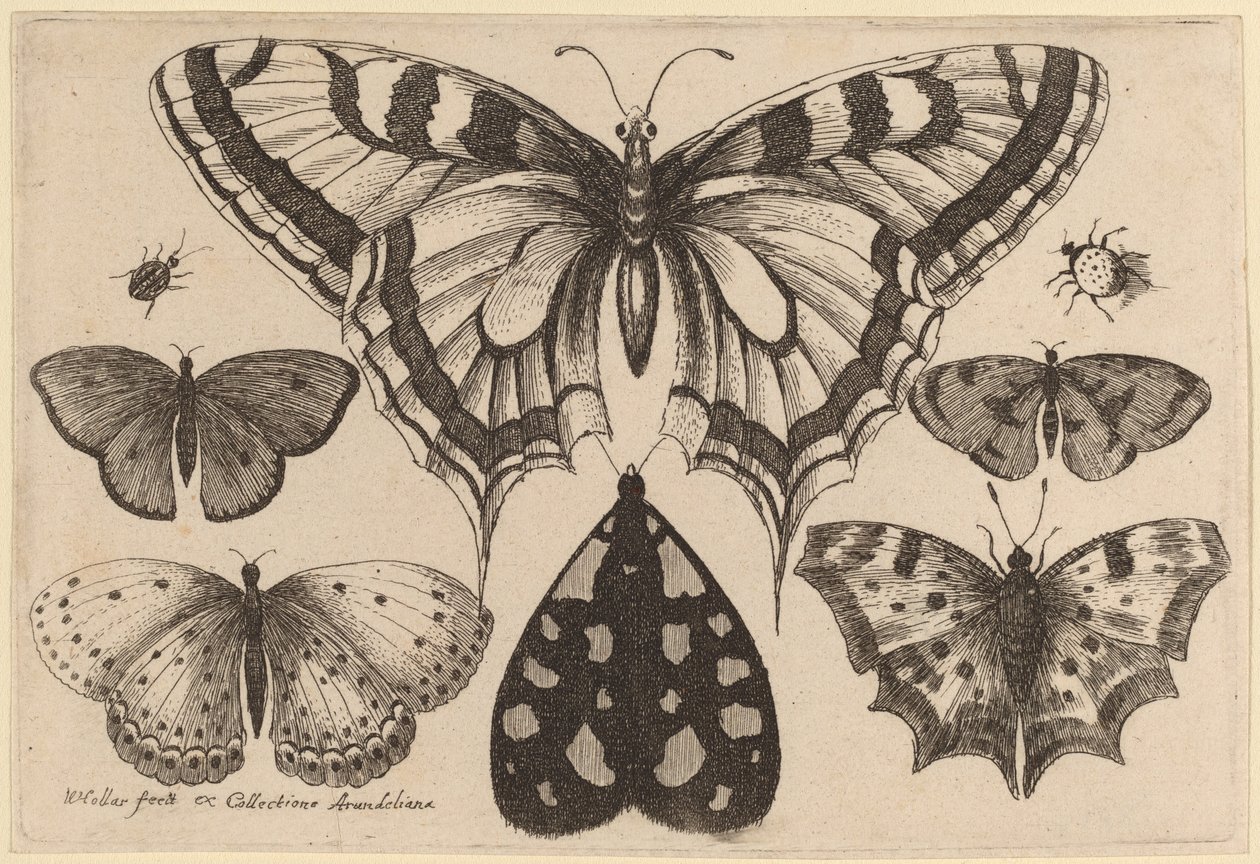 Cinq papillons, un papillon de nuit, un coléoptère et une araignée - Wenceslaus Hollar