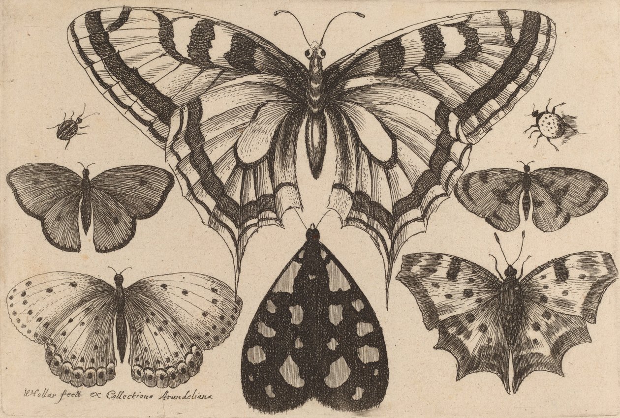 Cinq papillons, un papillon de nuit et deux coléoptères, 1646 - Wenceslaus Hollar