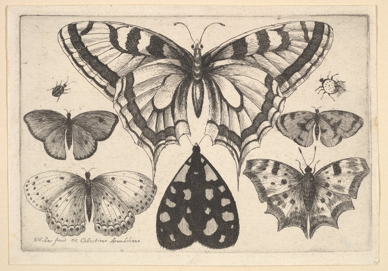Cinq papillons, un papillon de nuit et deux coléoptères, 1646 - Wenceslaus Hollar