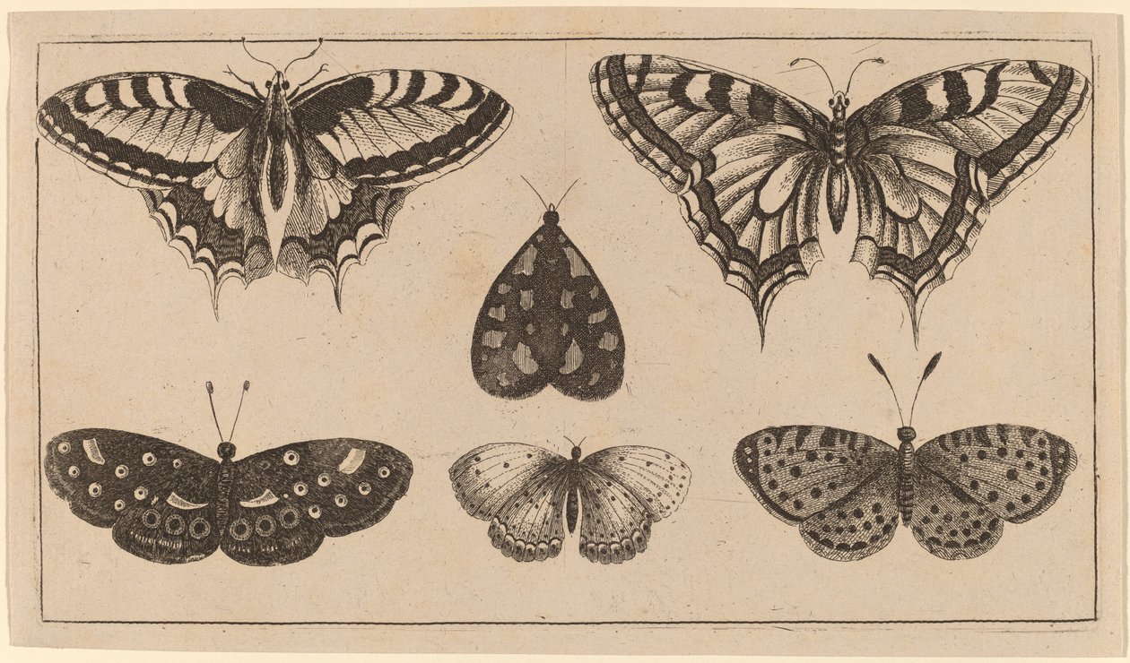 Cinq papillons et un papillon de nuit - Wenceslaus Hollar
