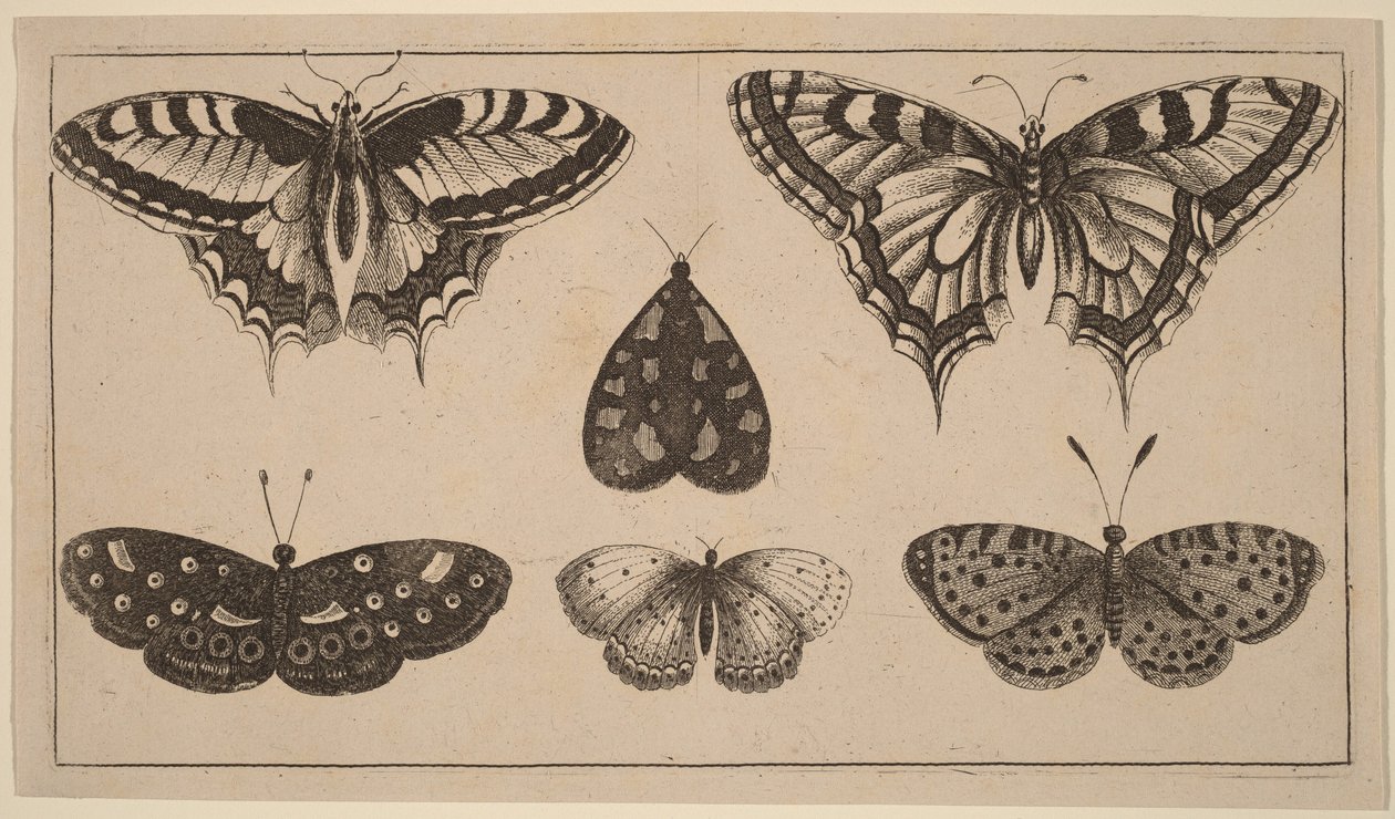 Cinq papillons et un papillon de nuit - Wenceslaus Hollar