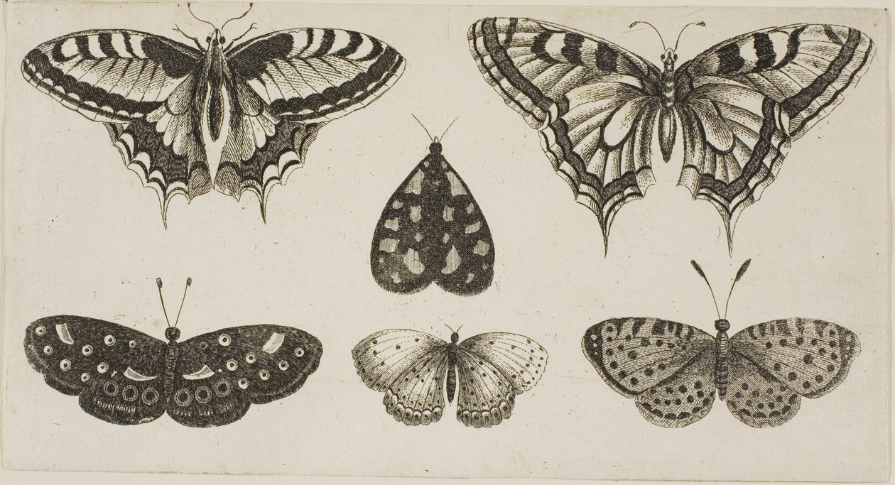 Cinq papillons et un papillon de nuit - Wenceslaus Hollar
