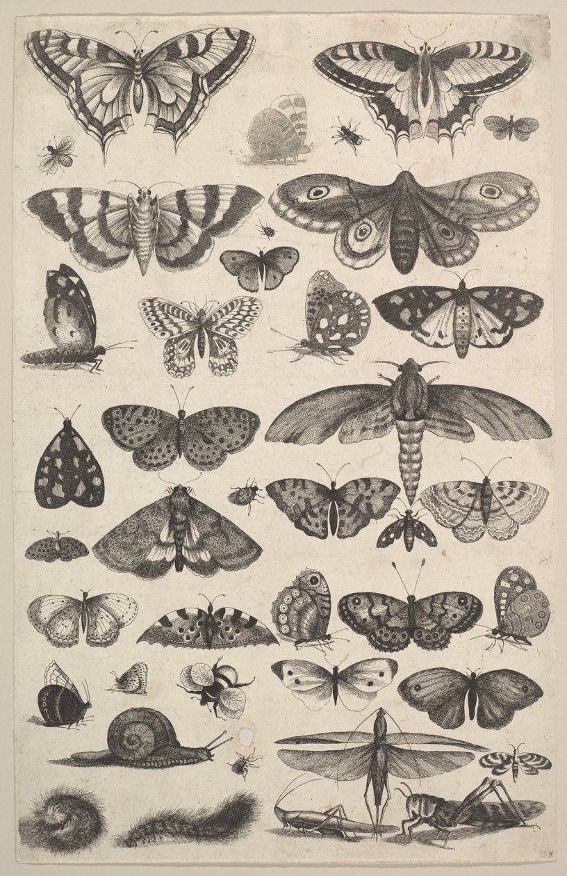 Quarante et un Insectes, y compris des papillons de nuit et des papillons, 1625-77 - Wenceslaus Hollar