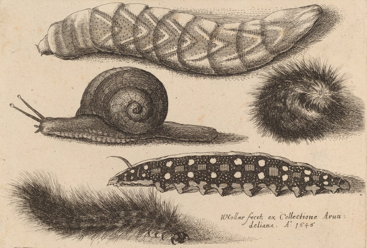 Quatre chenilles et un escargot, 1646 - Wenceslaus Hollar