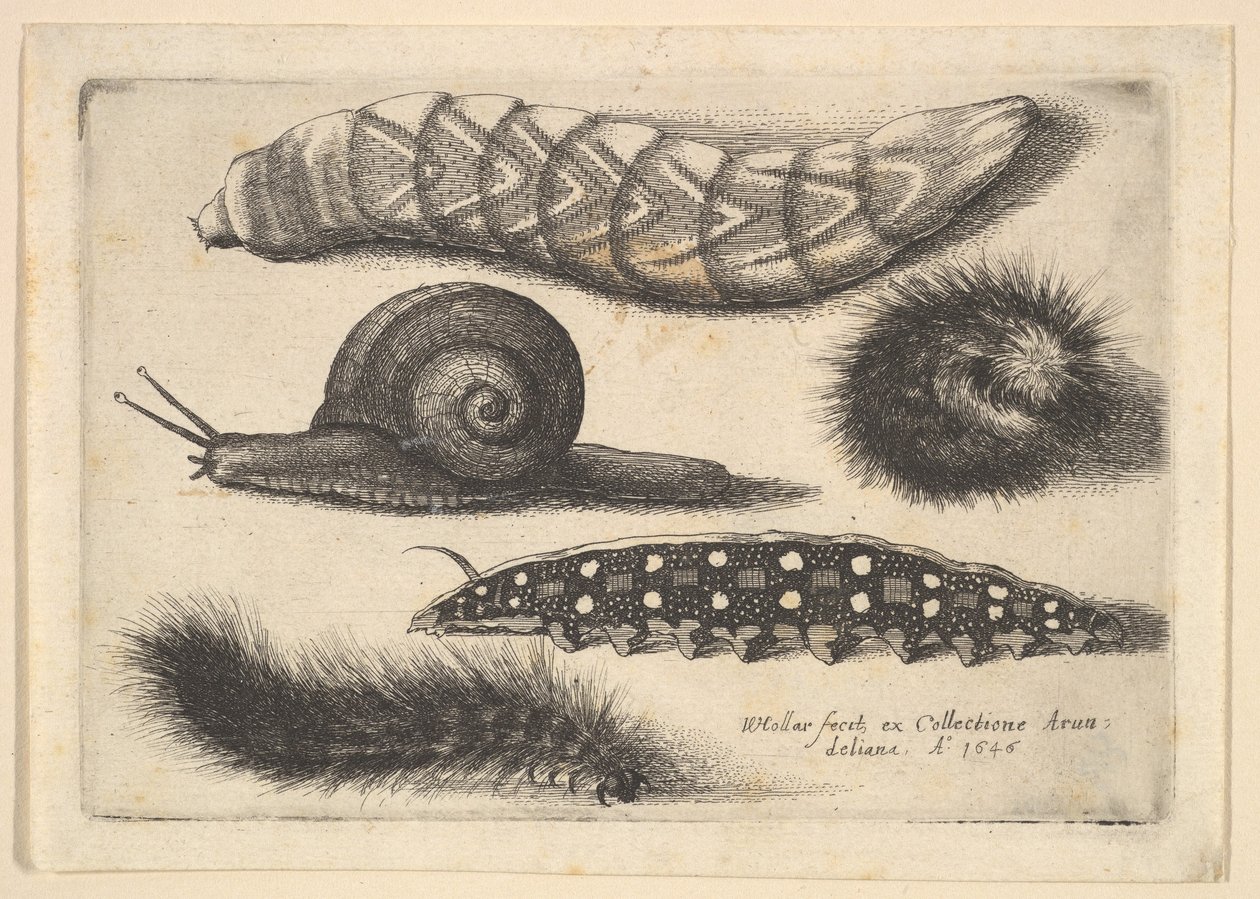 Quatre chenilles et un escargot - Wenceslaus Hollar