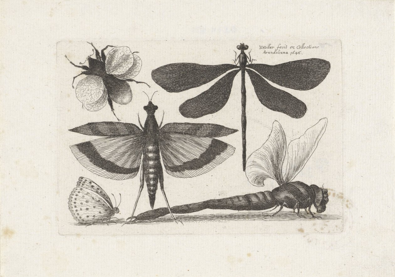 Libellules, papillon et bourdon - Wenceslaus Hollar