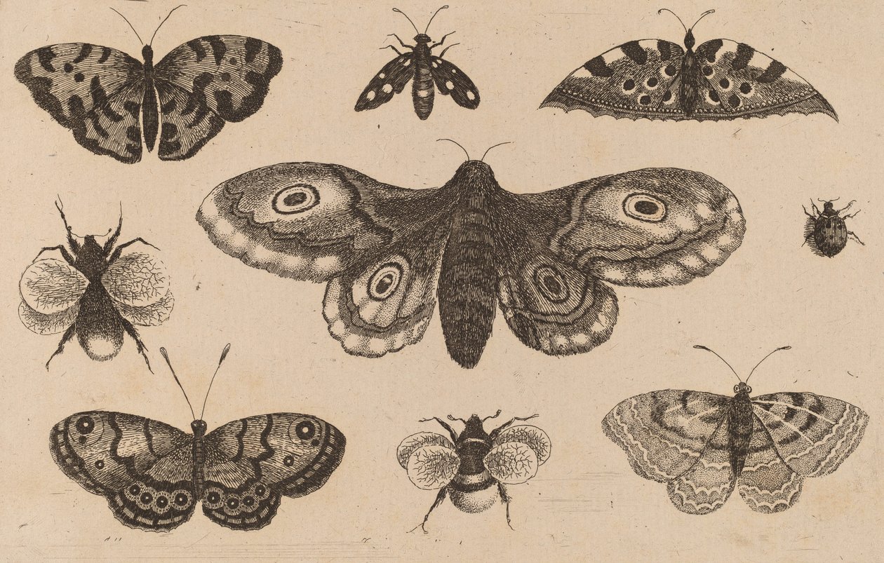 Papillon, papillons et abeilles - Wenceslaus Hollar