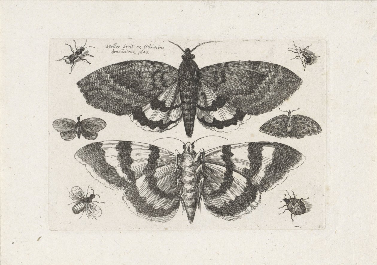 Papillons de nuit et petits insectes - Wenceslaus Hollar