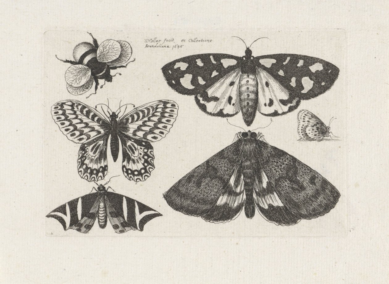 Motten, vlinders en een hommel - Wenceslaus Hollar