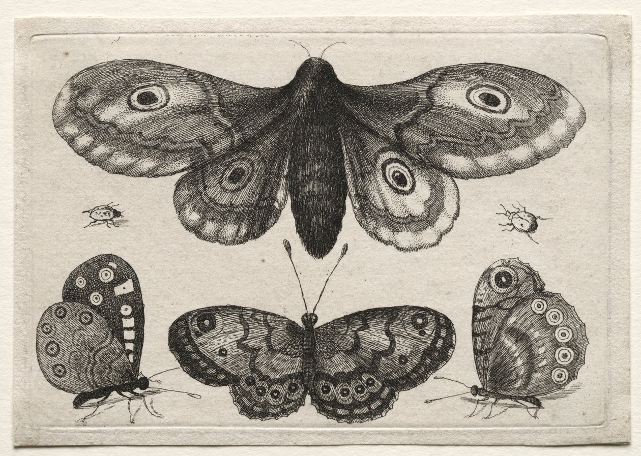 Figures et formes variées de mouches, scarabées et vers : un papillon de nuit, trois papillons et deux coléoptères - Wenceslaus Hollar