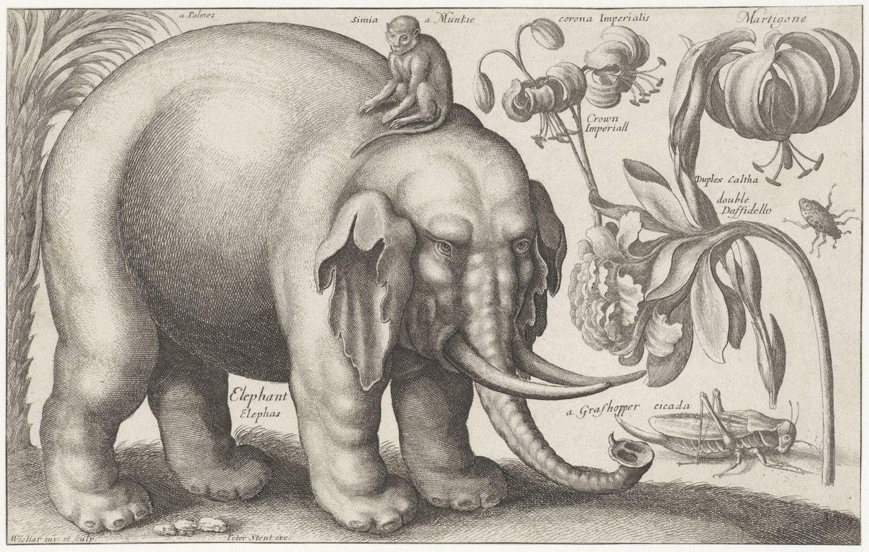 Éléphant, singe, fleurs et insectes - Wenceslaus Hollar