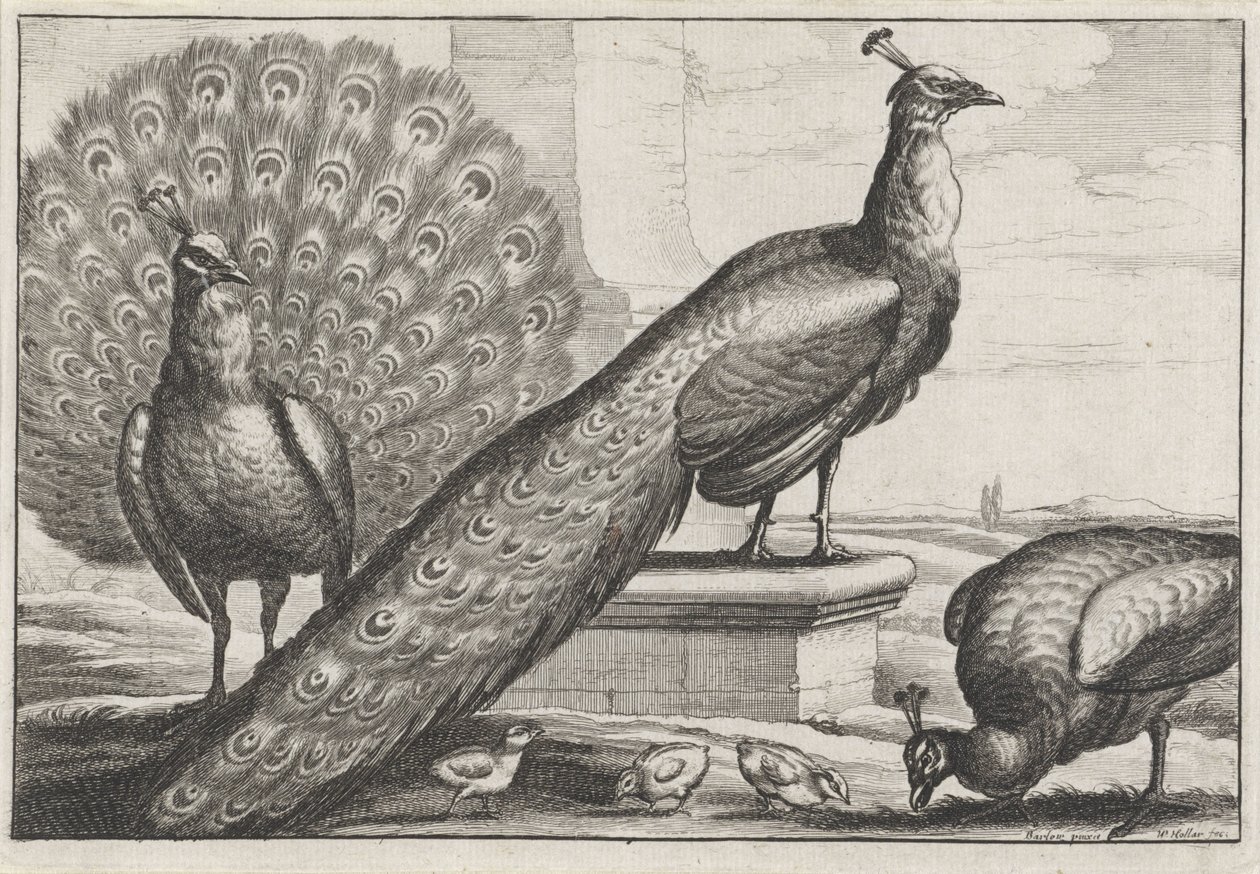 Paons (Diversae avium species) - Wenceslaus Hollar