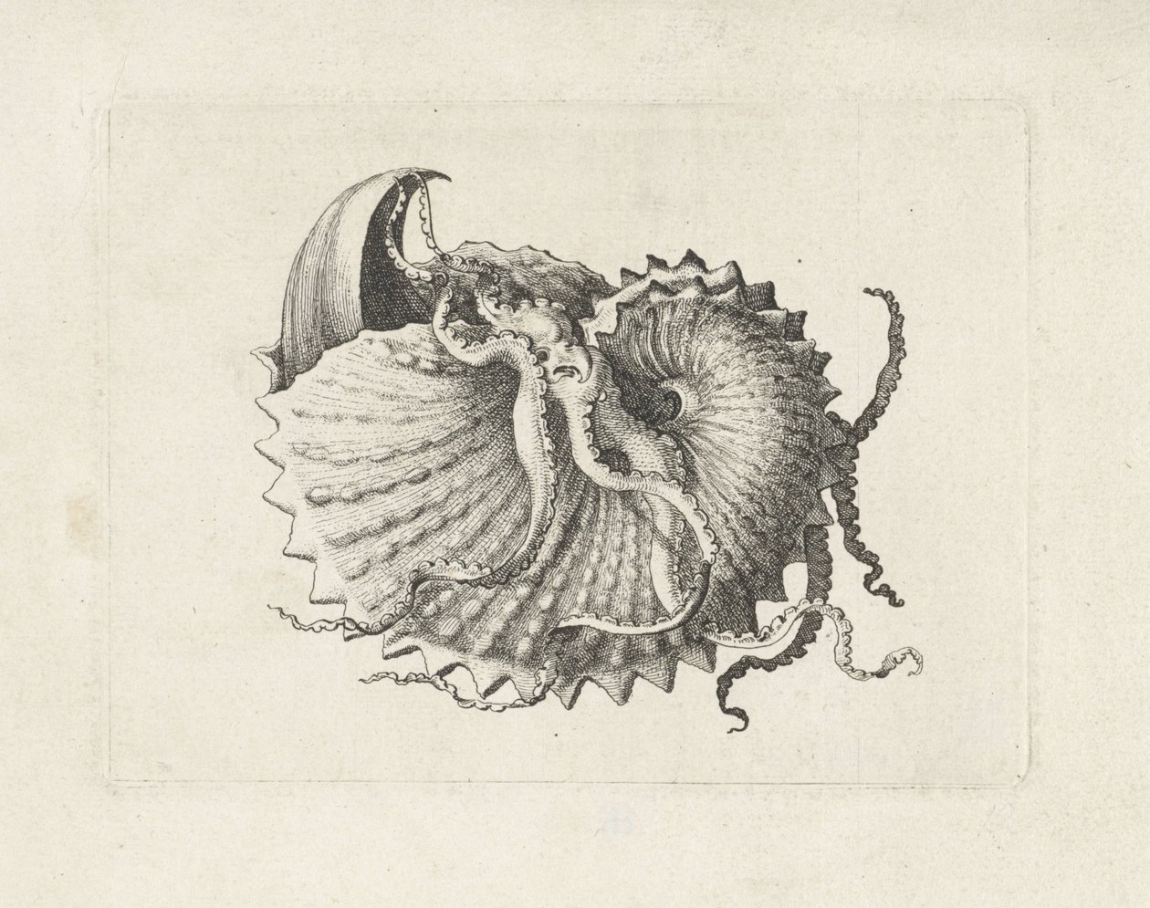 Coquillage, argonauta nodosa - Wenceslaus Hollar
