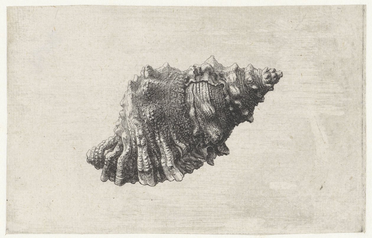 Coquille, bursa rubeta - Wenceslaus Hollar