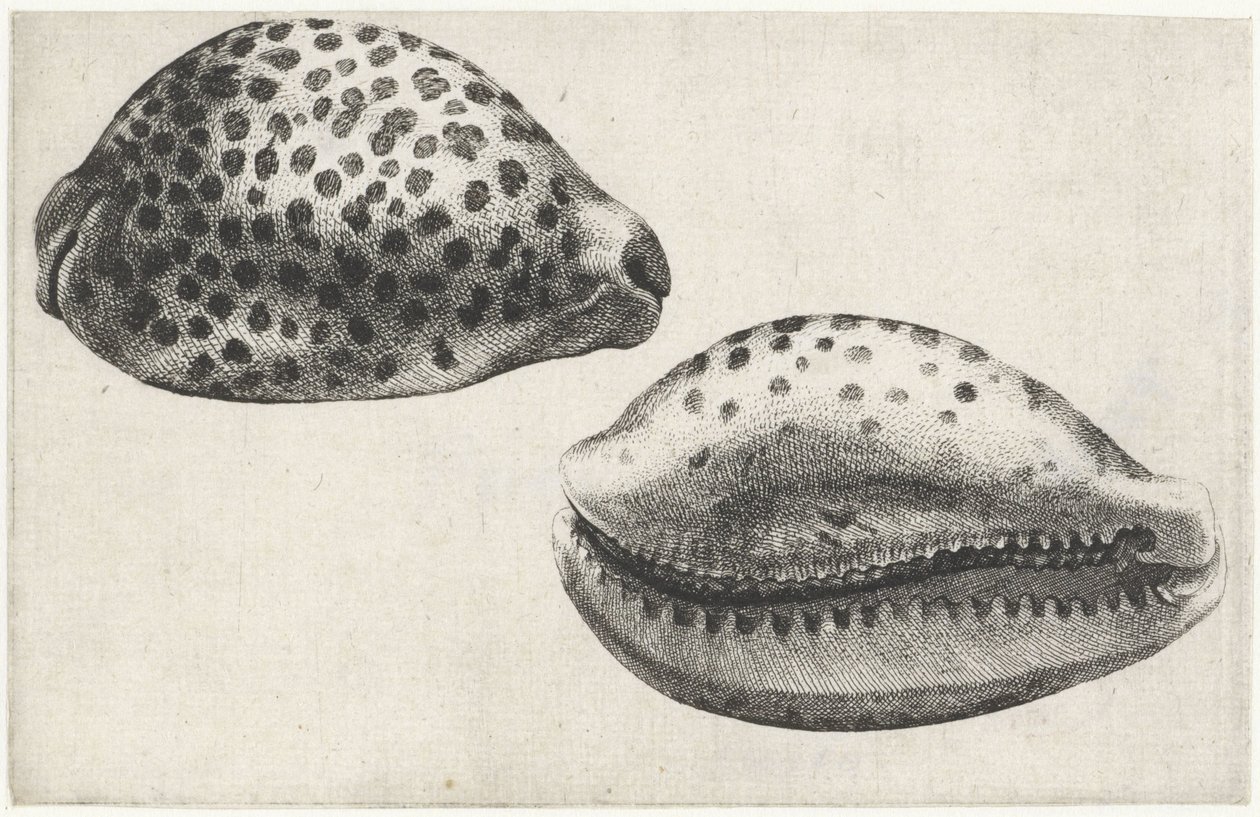 Coquille, cypraea tigris - Wenceslaus Hollar