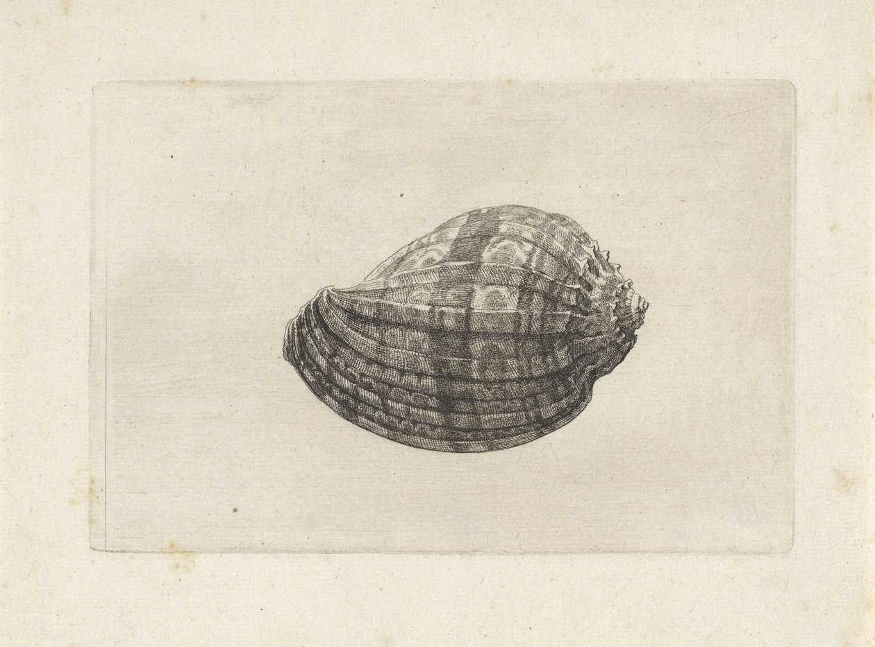 Coquille, harpa major - Wenceslaus Hollar