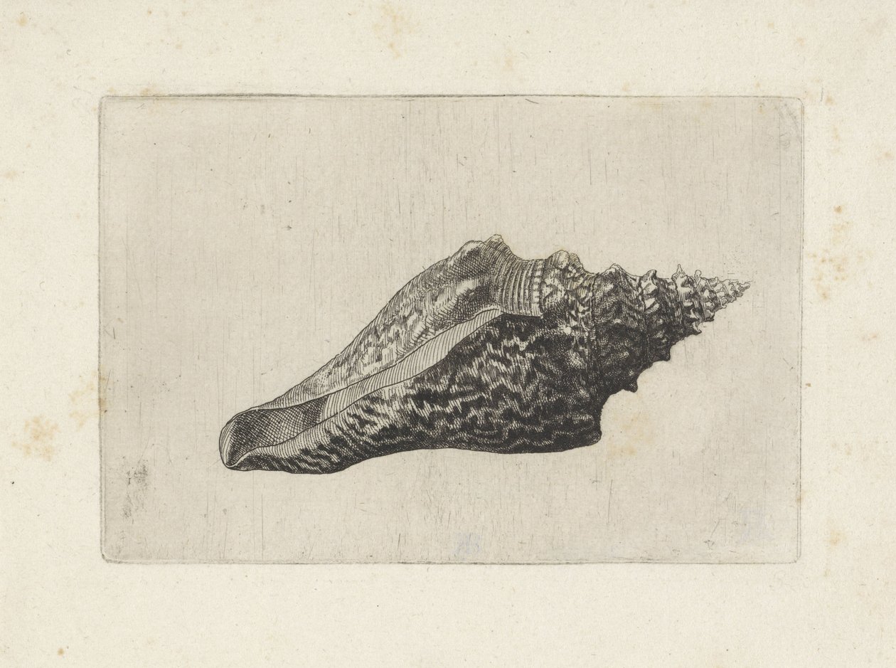 Coquille, hemifusus ternatanus - Wenceslaus Hollar