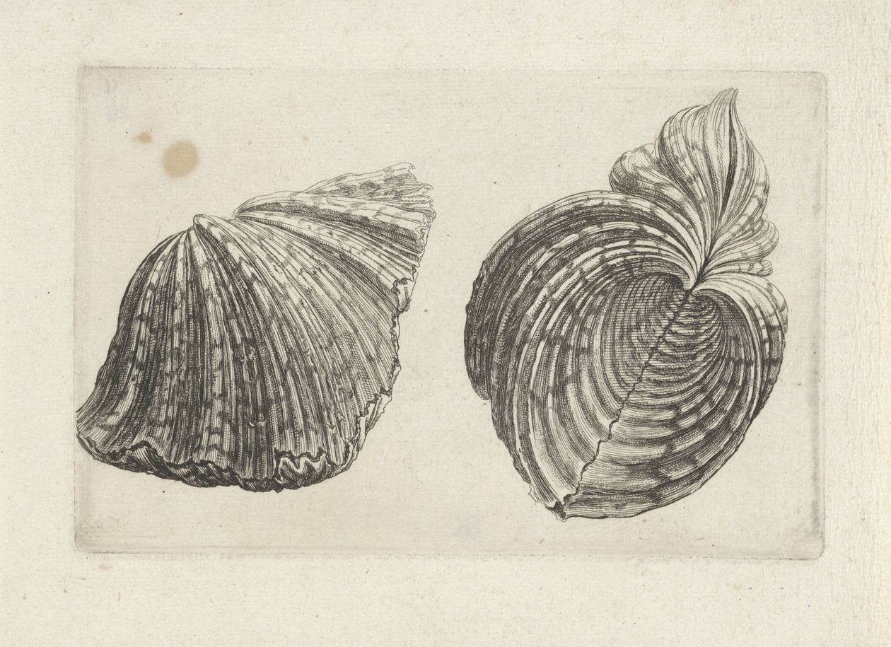 Coquille, hippopus hippopus - Wenceslaus Hollar