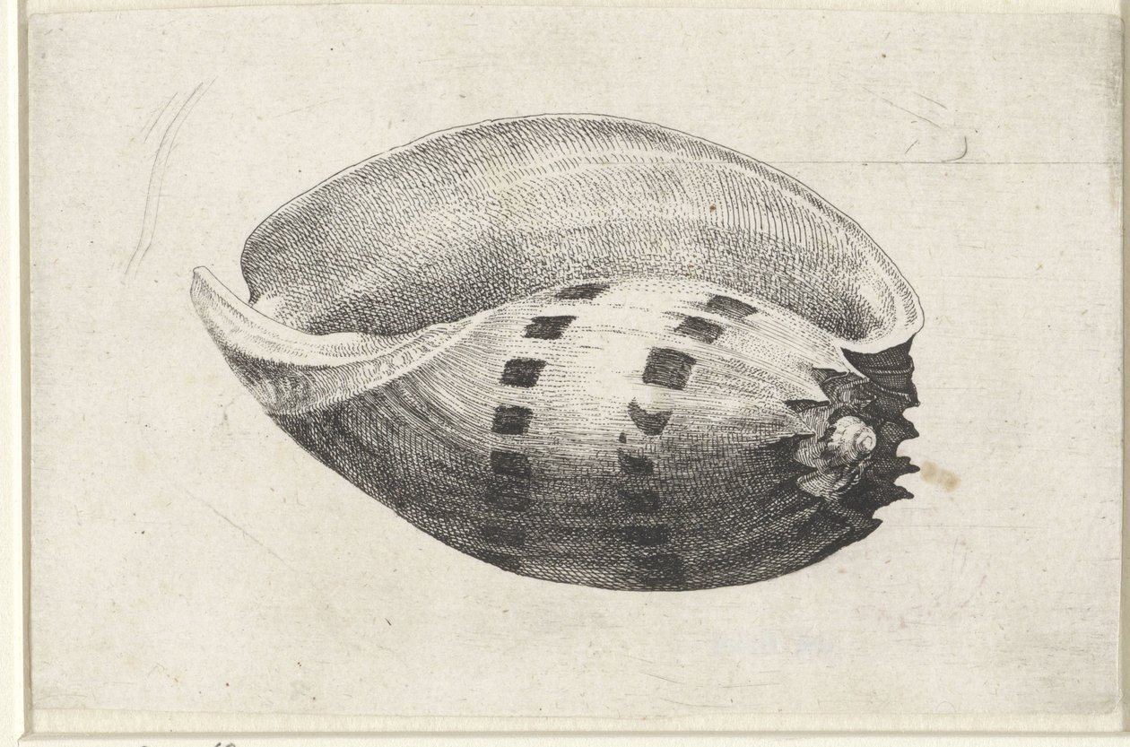 Coquille, amphore de melon - Wenceslaus Hollar