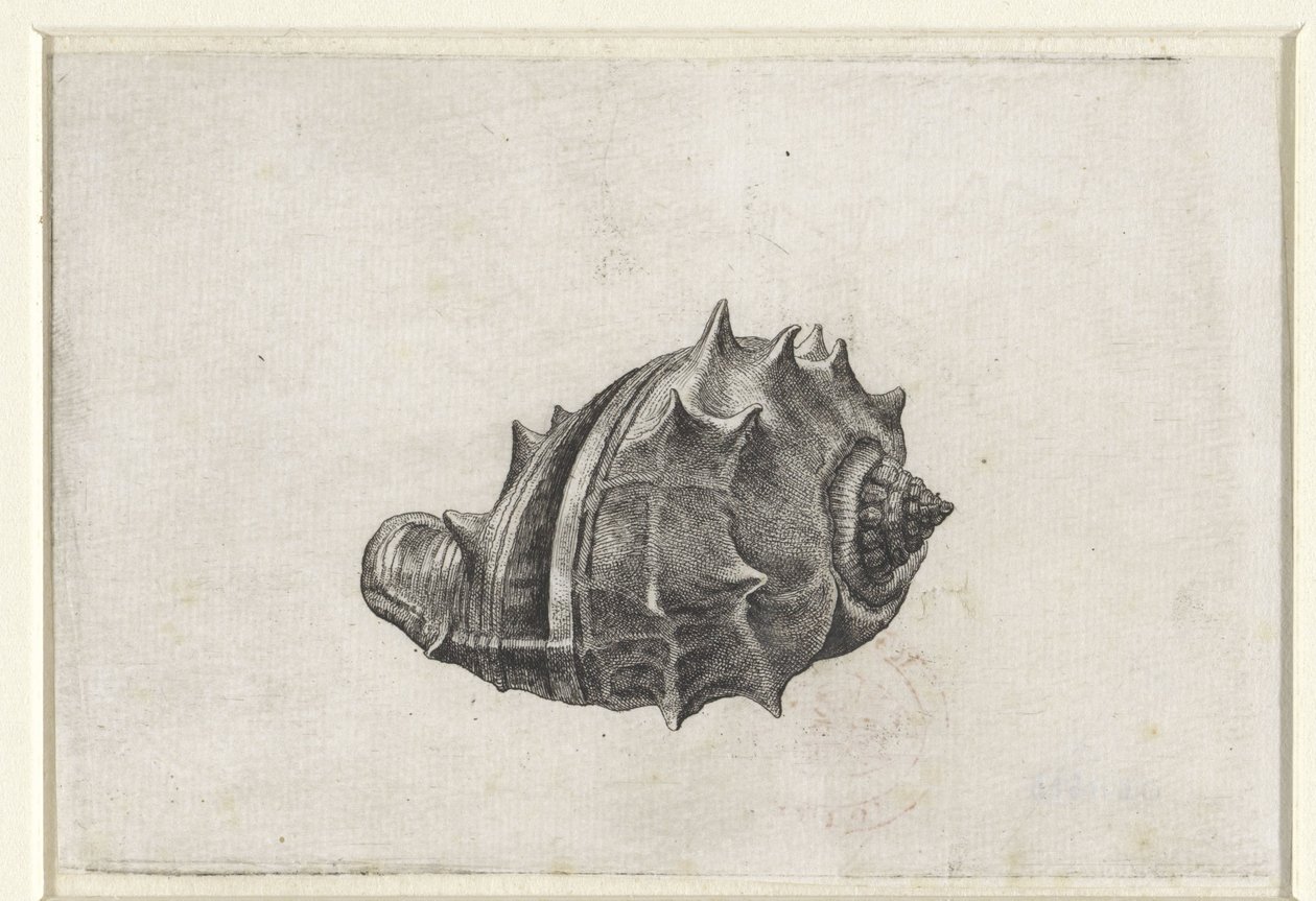 Coquille, melongena melongena - Wenceslaus Hollar