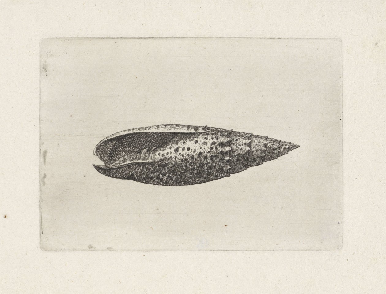 Coquille, mitra papalis - Wenceslaus Hollar