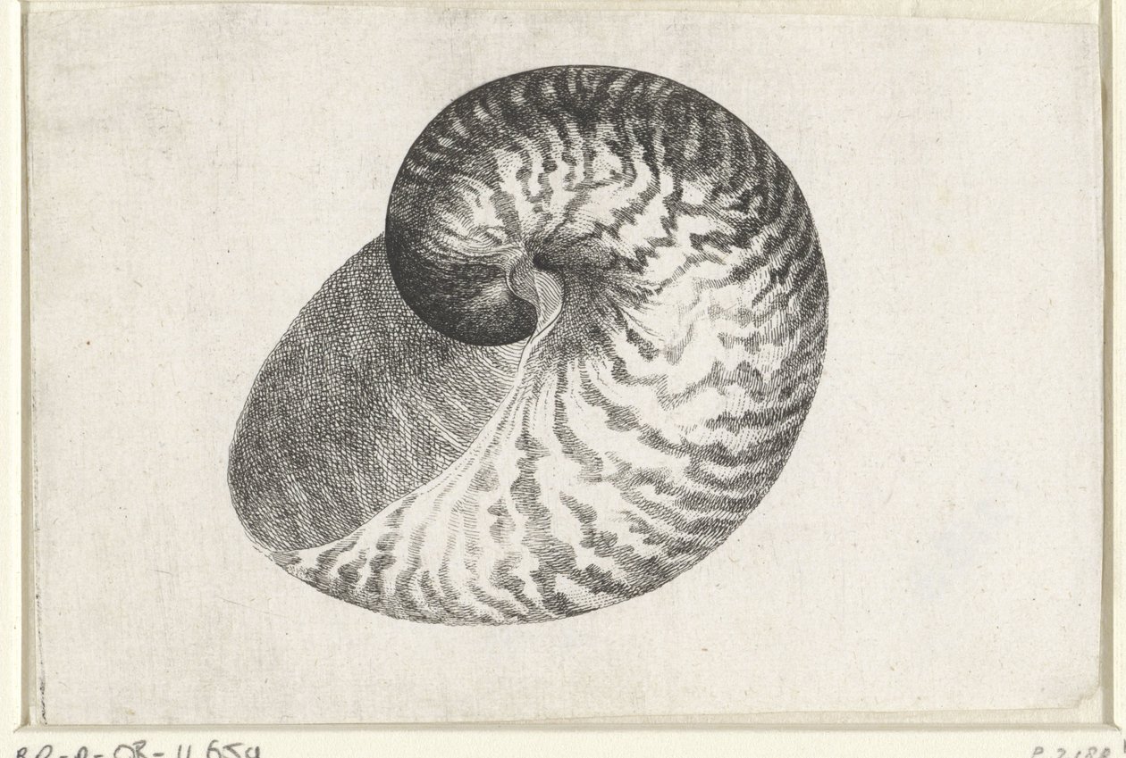 Nautile pompilius - Wenceslaus Hollar