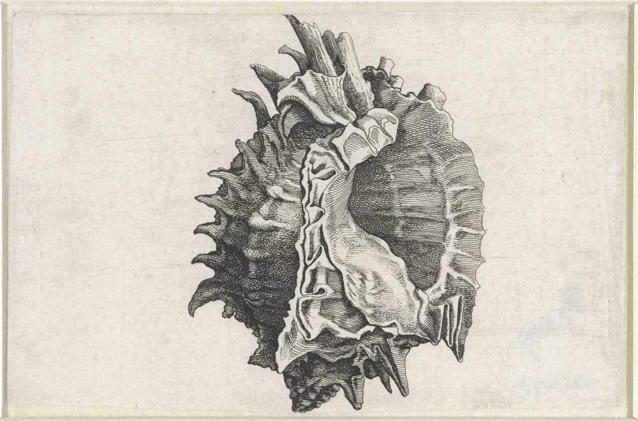 Coquille, phyllonotus erythrostomus - Wenceslaus Hollar