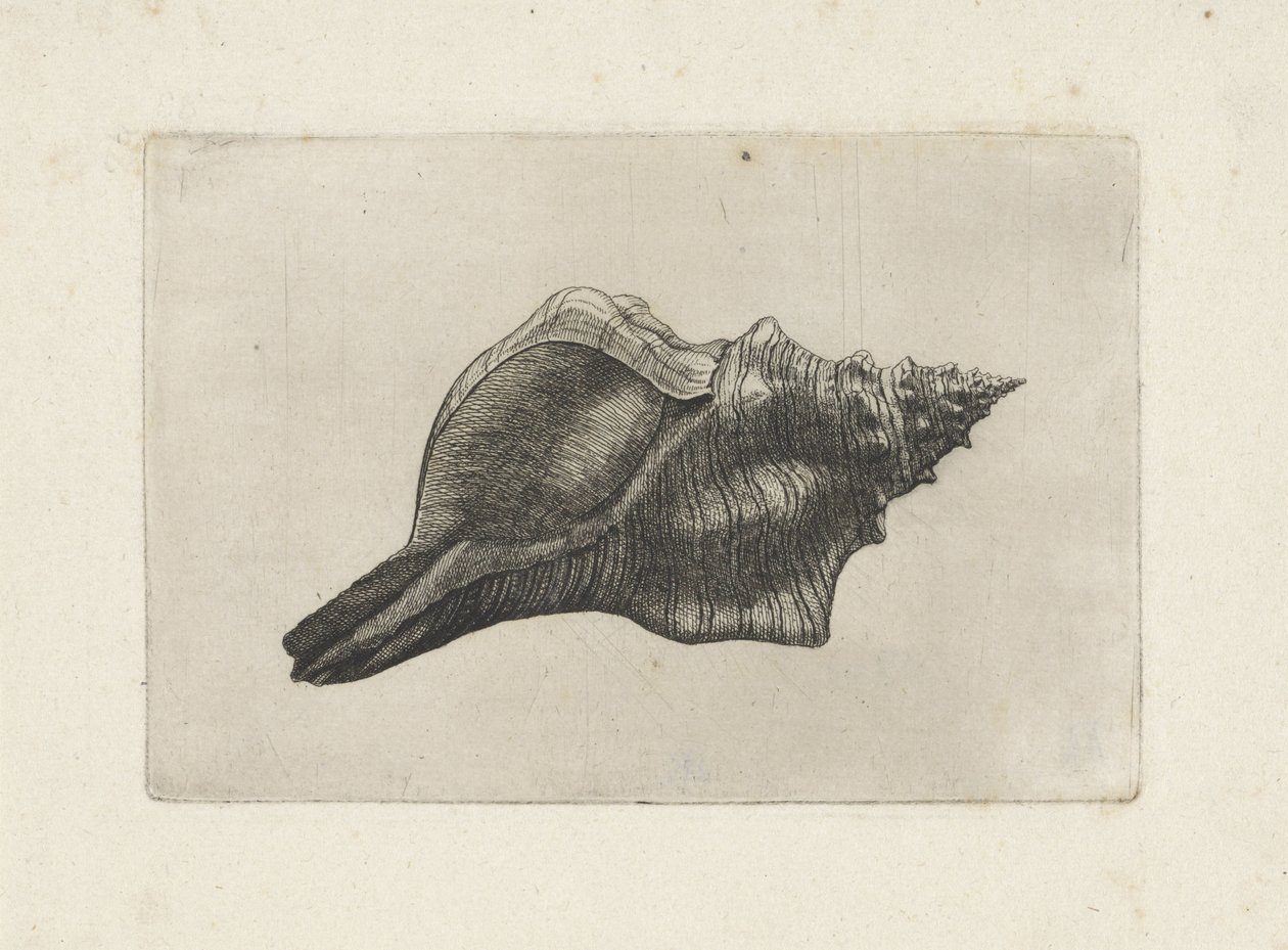 Coquille, pleuroploca trapezium - Wenceslaus Hollar