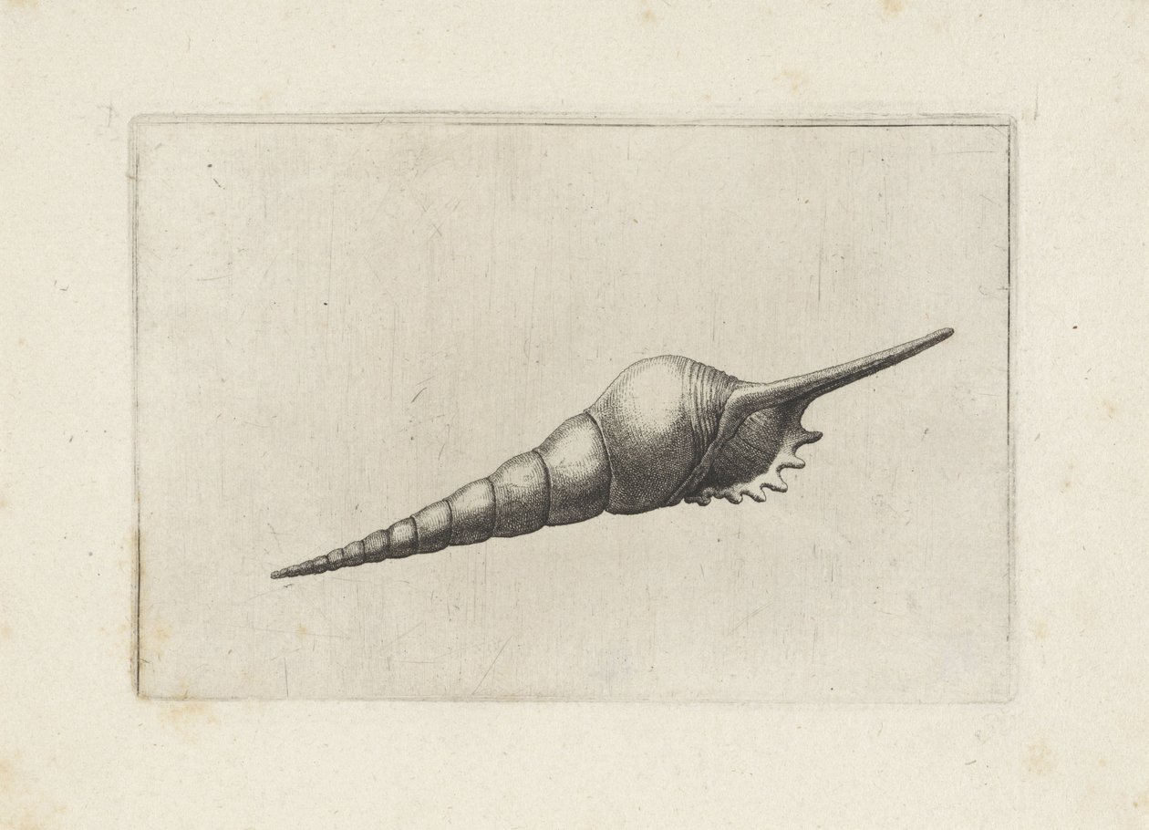 Coquille, tibia fusus melanocheilus - Wenceslaus Hollar