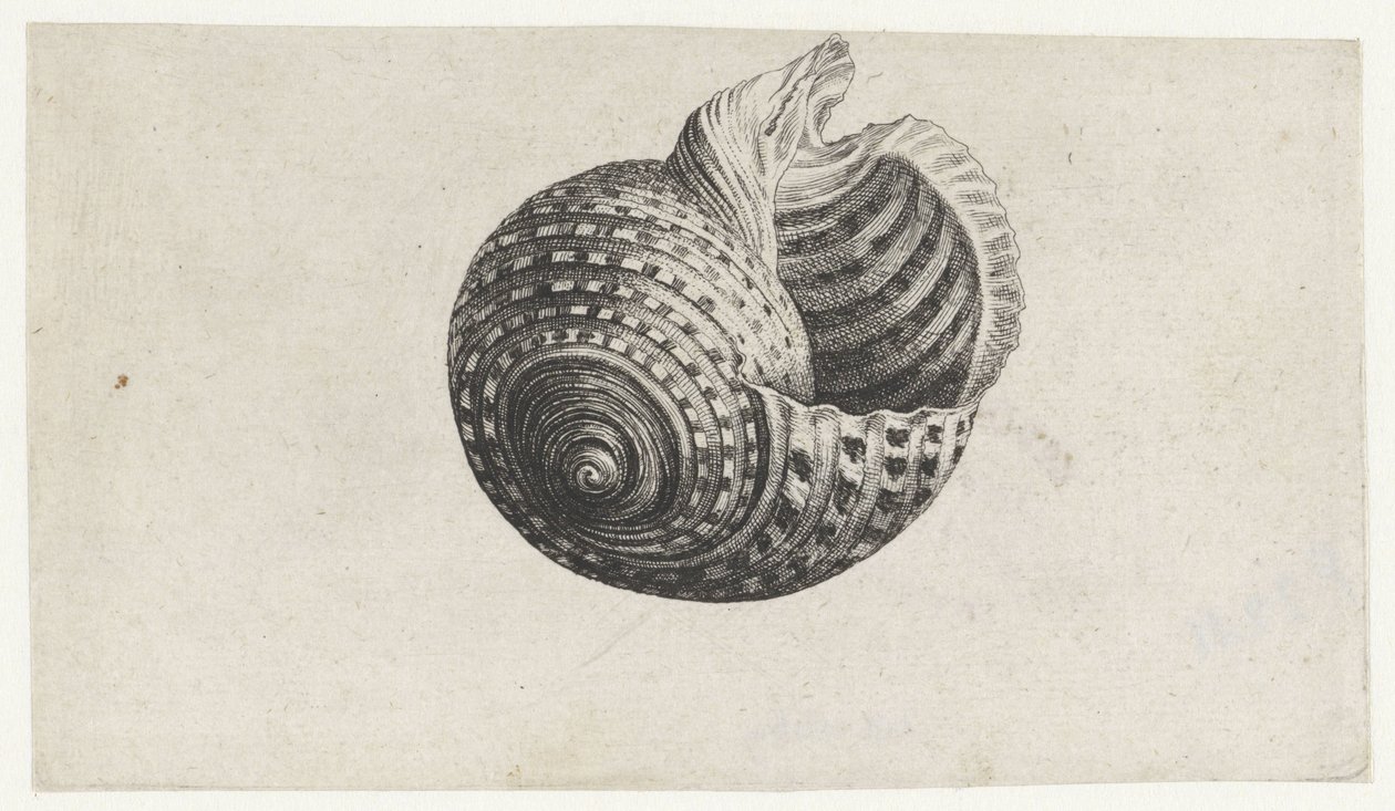 Coquille, tonna dolium - Wenceslaus Hollar