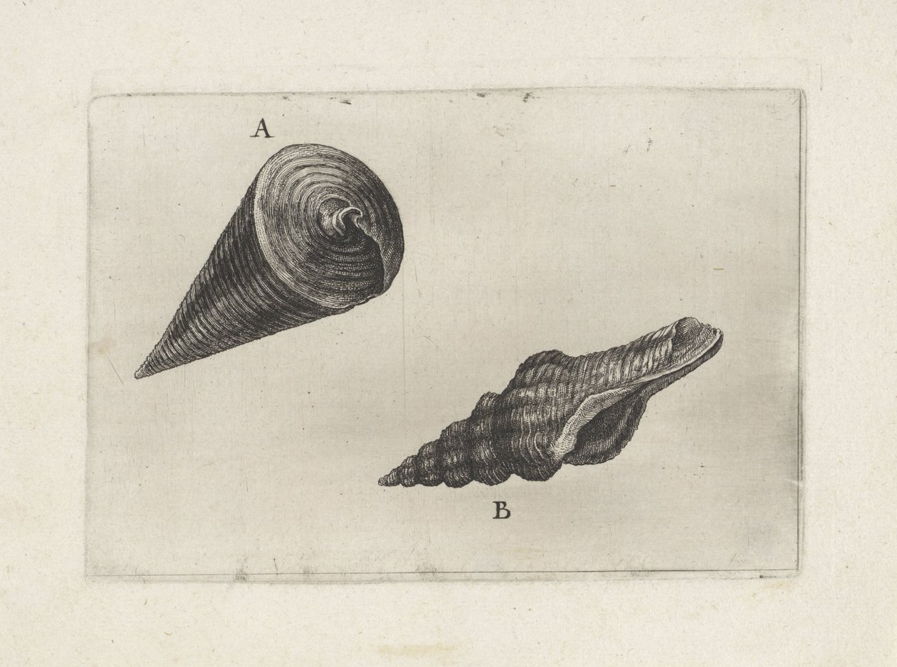 Coquillages, telescopium telescopium (A) et fusinus laticostatus (B) - Wenceslaus Hollar