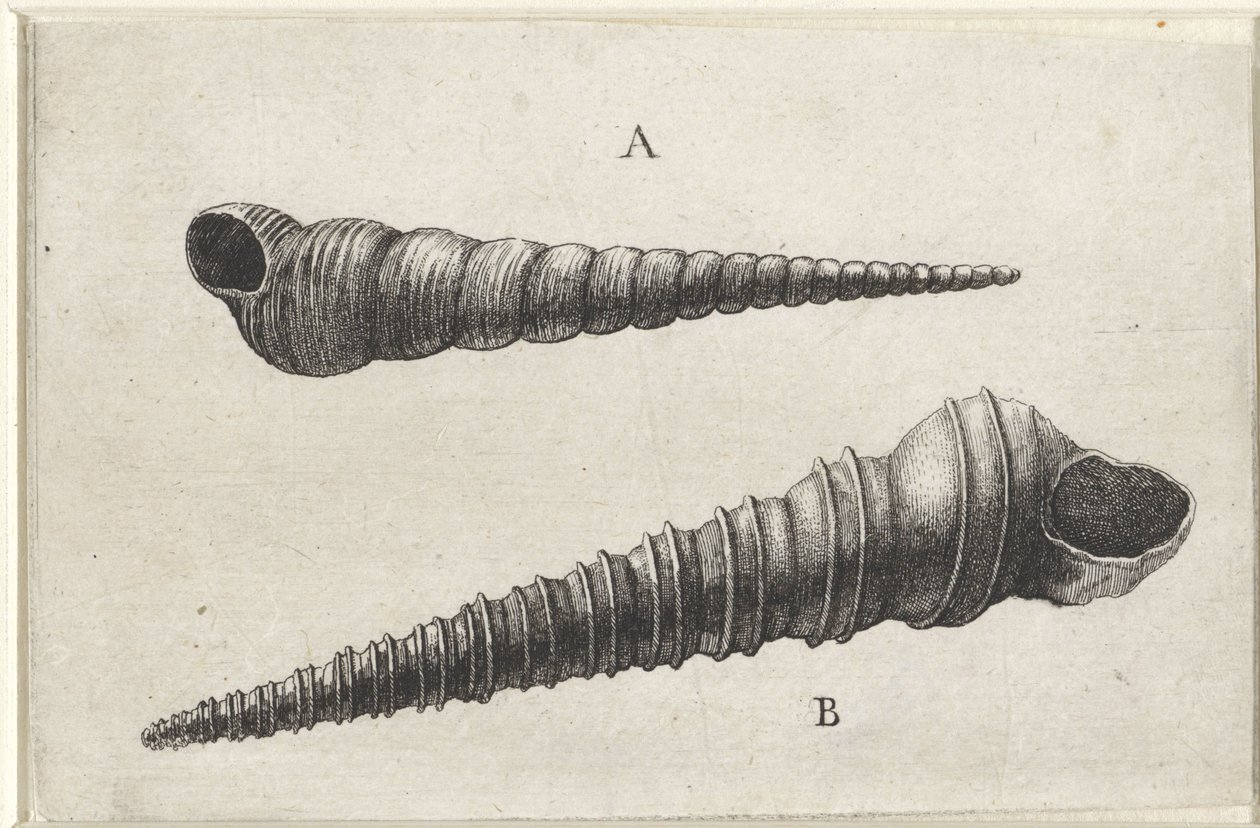 Coquillages, turritella terebra (A) et turritella duplicata (B) - Wenceslaus Hollar