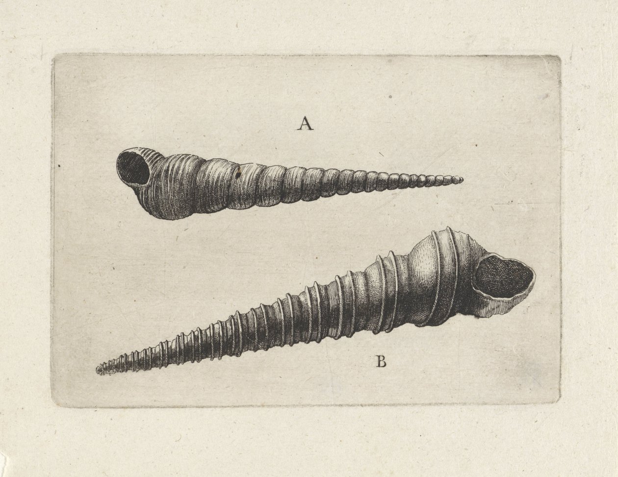 Coquilles, turritella terebra (A) et turritella duplicata (B) - Wenceslaus Hollar