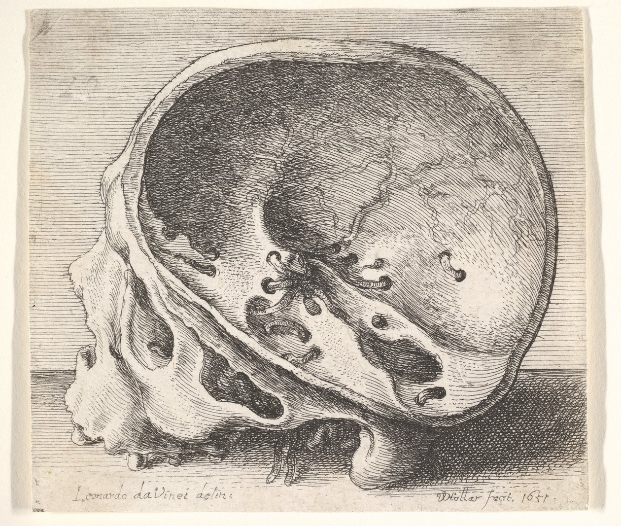 Crâne sectionné en profil à gauche avec le côté gauche du crâne enlevé, 1651 - Wenceslaus Hollar
