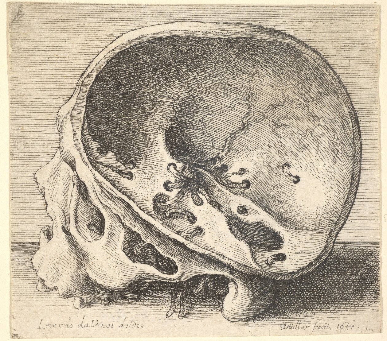 Crâne sectionné en profil à gauche avec le côté gauche du crâne enlevé, 1651 - Wenceslaus Hollar