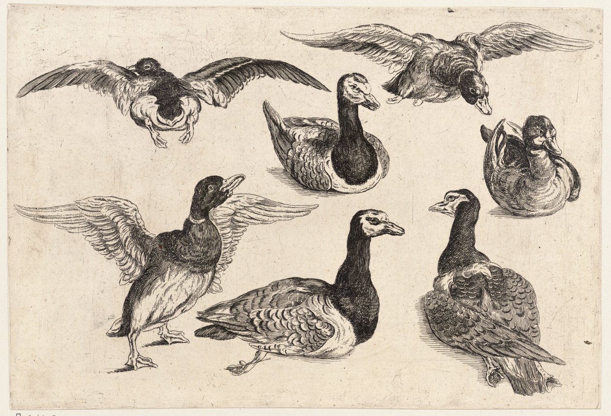 Sept canards - Wenceslaus Hollar