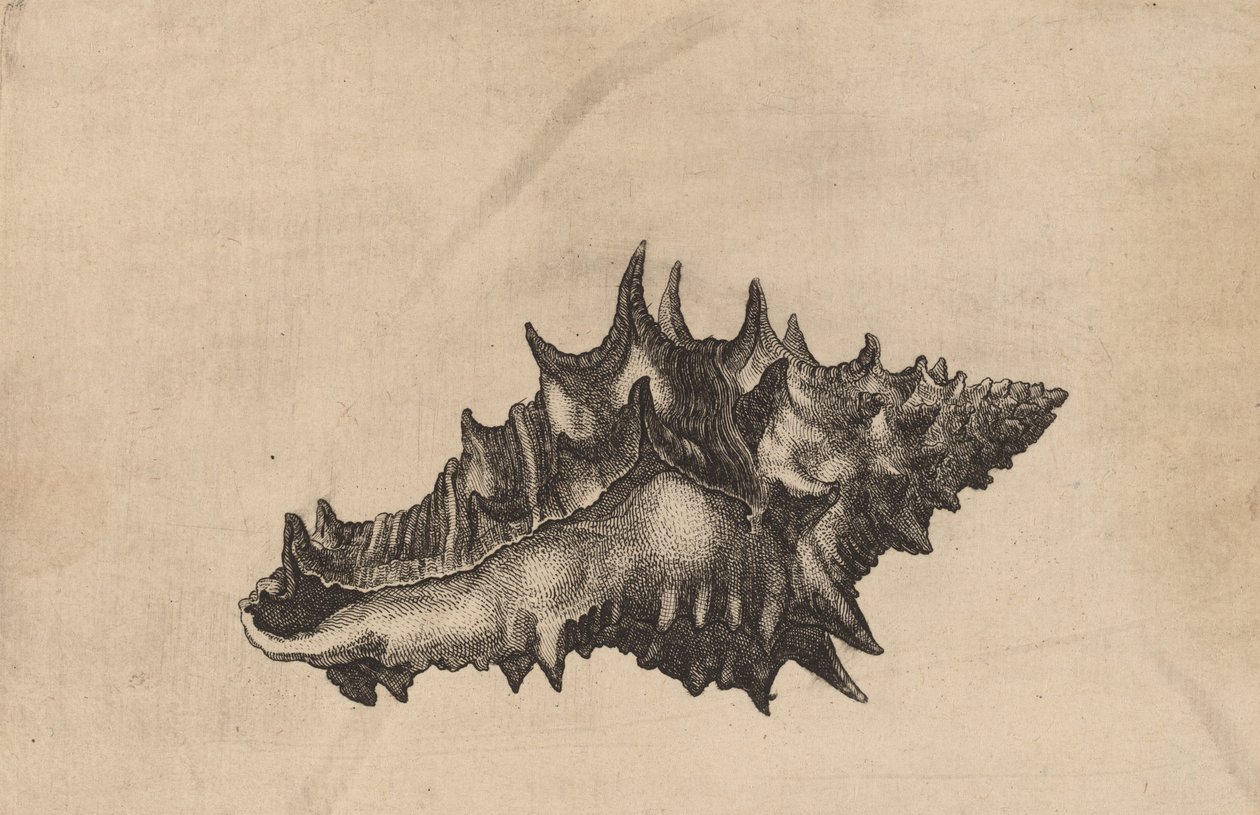Coquille Vasum ceramicum, vers 1645 - Wenceslaus Hollar