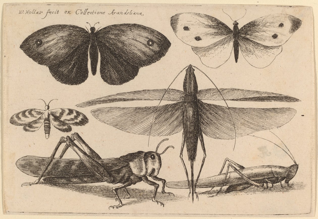 Six insectes - Wenceslaus Hollar