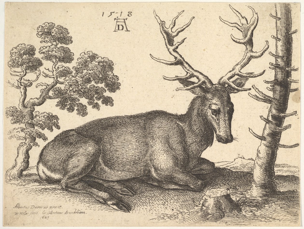 Cerf couché à droite - Wenceslaus Hollar